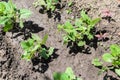 Common bean and few plants of Atriplex hortensis known as orache Royalty Free Stock Photo