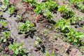 Common bean and few plants of Atriplex hortensis known as orache Royalty Free Stock Photo