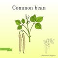 Common bean Phaseolus vulgaris