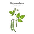 Common bean Phaseolus vulgaris , Hand drawn botanical vector illustration