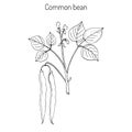 Common bean Phaseolus vulgaris