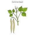 Common bean Phaseolus vulgaris Royalty Free Stock Photo