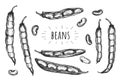 Common bean pods hand drawn sketch Royalty Free Stock Photo