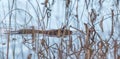 Common beaver Castor Canadensis. Small water mammal swims quietly by.