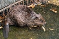 Common beaver gnawing a branch