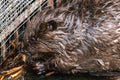 Common beaver gnawing a branch