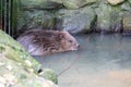 Common beaver in a pon