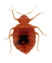 Common Bed Bug Royalty Free Stock Photo