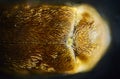 Common bed bug Cimex lectularius underside - permanent slide plate under high magnification Royalty Free Stock Photo