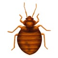 Common Bedbug Cimex lectularius. Bed bug, drawn illustration, isolated on white Royalty Free Stock Photo