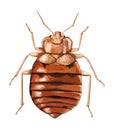 Common Bedbug. Vector artwork. Royalty Free Stock Photo