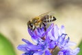 Common bee / Apis mellifera
