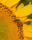 Common bee delighting in sunflower\'s brilliance, capturing nature\'s harmony Royalty Free Stock Photo