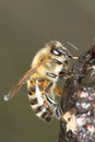 Common bee eating sap / Apis mellifera Royalty Free Stock Photo