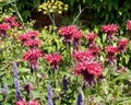Common beebalm flowers in Chartwell gardens, Kent