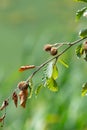 Common beech (fagus sylvatica) nuts Royalty Free Stock Photo