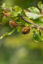 Common beech (fagus sylvatica) nuts Royalty Free Stock Photo