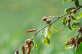 Common beech (fagus sylvatica) nuts Royalty Free Stock Photo