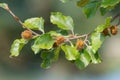 Common beech (fagus sylvatica) nuts Royalty Free Stock Photo