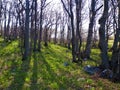 Common beech forest at Nanos plateau