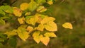 Common Beech tree Fagus sylvatica