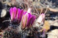 Common beehire cactus, Escobaria vivipara Royalty Free Stock Photo
