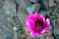 Common beehire cactus, Escobaria vivipara