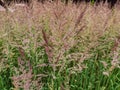 Common bent meadow grass, Agrostis capillaris. Royalty Free Stock Photo