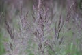 Common bent meadow grass, Agrostis capillaris.