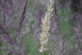 Common bent meadow grass, Agrostis capillaris.