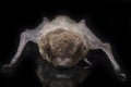 The common bent-wing bat, Schreibers` long-fingered bat, or Schreibers` bat Miniopterus schreibersii isolated on black backgroun