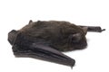The common bent-wing bat, Schreibers` long-fingered bat, or Schreibers` bat Miniopterus schreibersii isolated on white backgroun Royalty Free Stock Photo