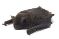 The common bent-wing bat, Schreibers` long-fingered bat, or Schreibers` bat Miniopterus schreibersii isolated on white backgroun