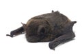 The common bent-wing bat, Schreibers` long-fingered bat, or Schreibers` bat Miniopterus schreibersii isolated on white backgroun Royalty Free Stock Photo