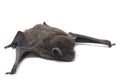 The common bent-wing bat, Schreibers` long-fingered bat, or Schreibers` bat Miniopterus schreibersii isolated on white backgroun Royalty Free Stock Photo