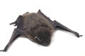 The common bent-wing bat, Schreibers` long-fingered bat, or Schreibers` bat Miniopterus schreibersii isolated on white backgroun Royalty Free Stock Photo