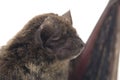 The common bent-wing bat, Schreibers` long-fingered bat, or Schreibers` bat Miniopterus schreibersii isolated on white backgroun Royalty Free Stock Photo