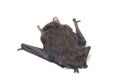 The common bent-wing bat, Schreibers` long-fingered bat, or Schreibers` bat Miniopterus schreibersii isolated on white backgroun