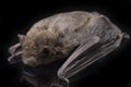 The common bent-wing bat, Schreibers` long-fingered bat, or Schreibers` bat Miniopterus schreibersii isolated on black backgroun Royalty Free Stock Photo