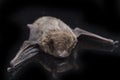 The common bent-wing bat, Schreibers` long-fingered bat, or Schreibers` bat Miniopterus schreibersii isolated on black backgroun