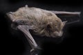 The common bent-wing bat, Schreibers` long-fingered bat, or Schreibers` bat Miniopterus schreibersii isolated on black backgroun