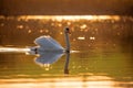 Common big bird mute swan on evening pond Royalty Free Stock Photo