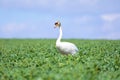 Common big bird mute swan on green rape field Royalty Free Stock Photo