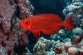 Common bigeye in red sea, Priacanthus hamrur Royalty Free Stock Photo