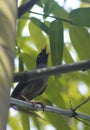 Common Bird of Bangladesh.