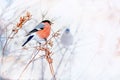 Common bird Bullfinch Pyrrhula with red breast sitting on snow maple branch