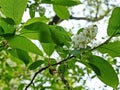 Common bird cherry Prunus padus. Bird cherry fruit was used by the stone age man, as evidenced by the results of archaeological