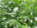 Common bird cherry Prunus padus. Bird cherry fruit was used by the stone age man, as evidenced by the results of archaeological Royalty Free Stock Photo