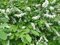 Common bird cherry Prunus padus. Bird cherry fruit was used by the stone age man, as evidenced by the results of archaeological