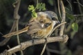 A long tailed shrike perched on a branch of a bush.